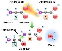 Peptide bond formation via dehydration reaction.